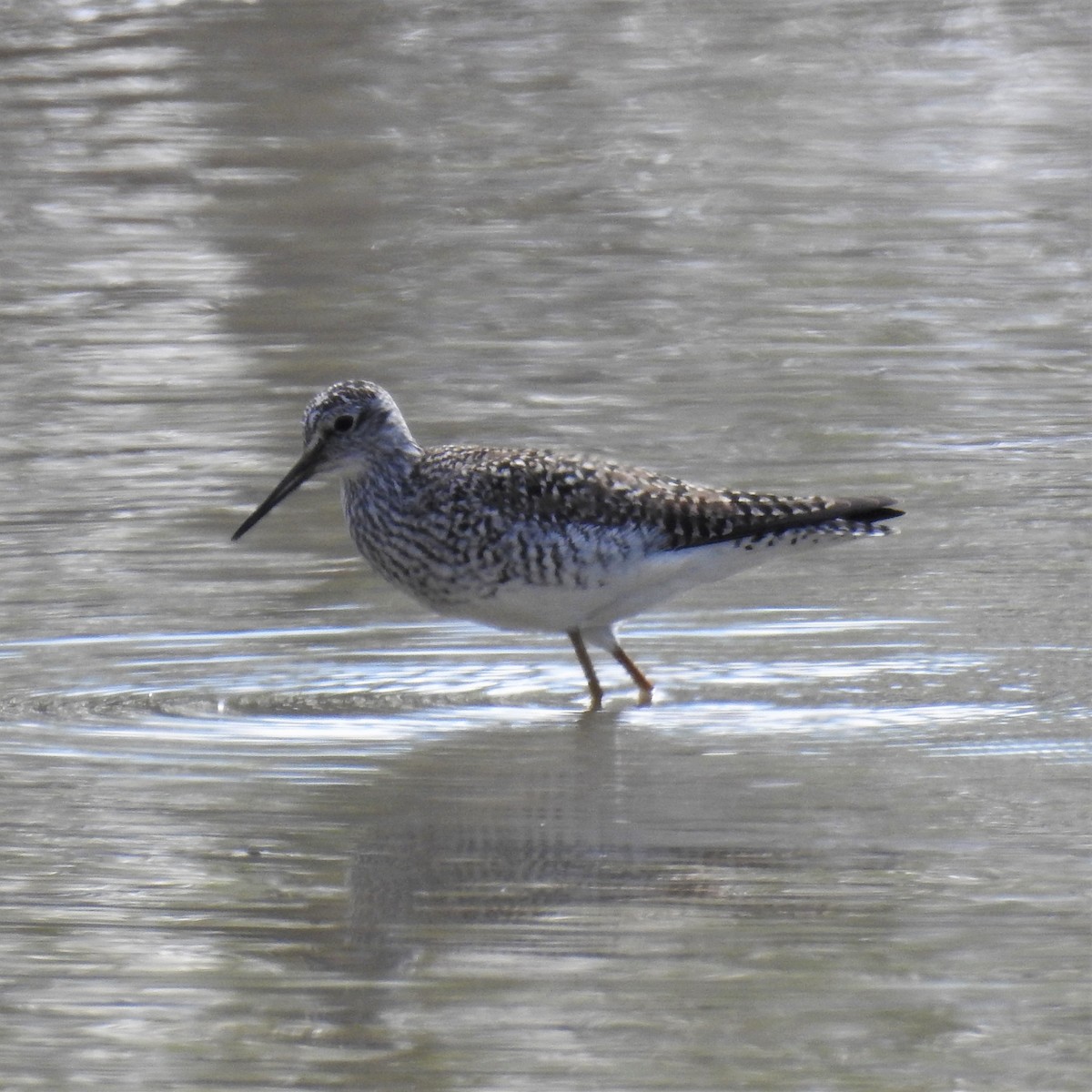 Lesser Yellowlegs - ML451788831