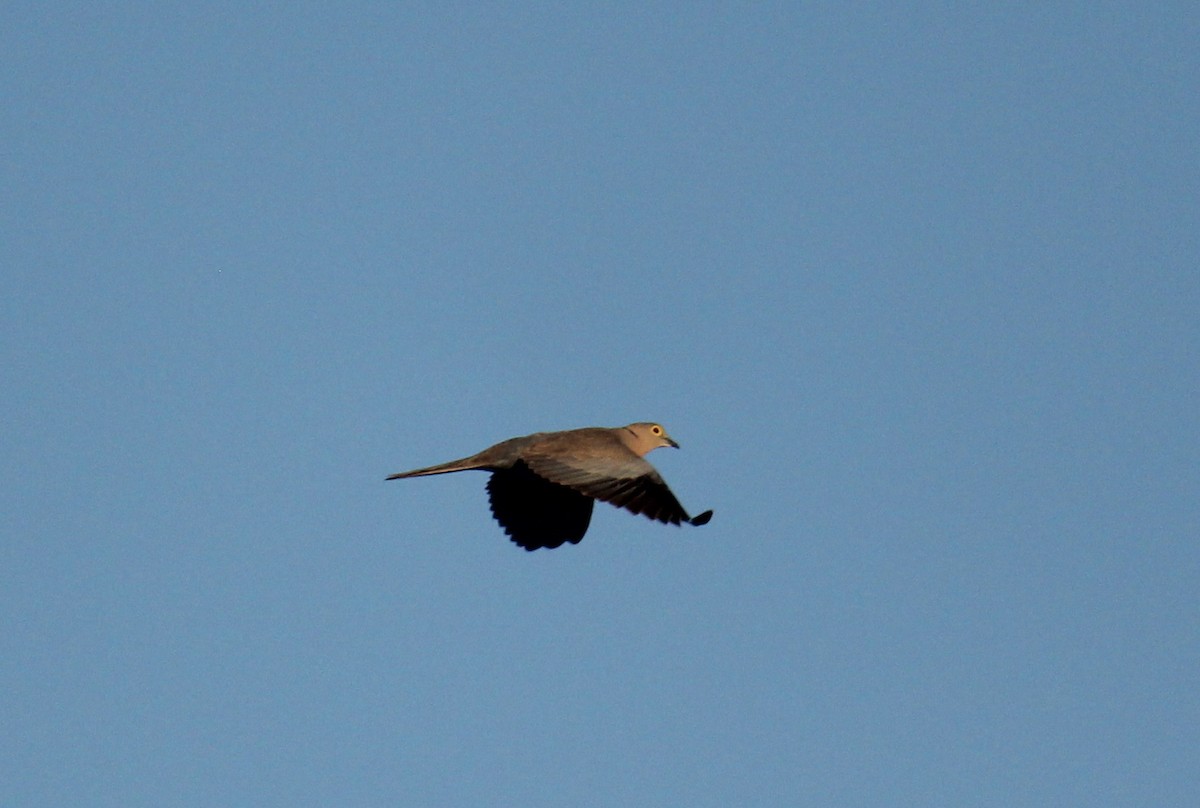 Burmese Collared-Dove - ML45178901