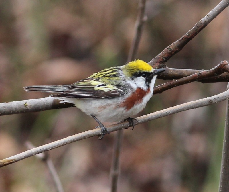 Chestnut-sided Warbler - ML45178951