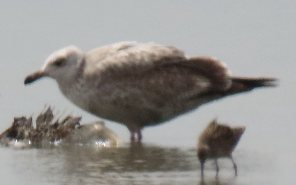 Lesser Black-backed Gull - ML451789801