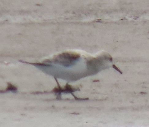 Bécasseau sanderling - ML451789881