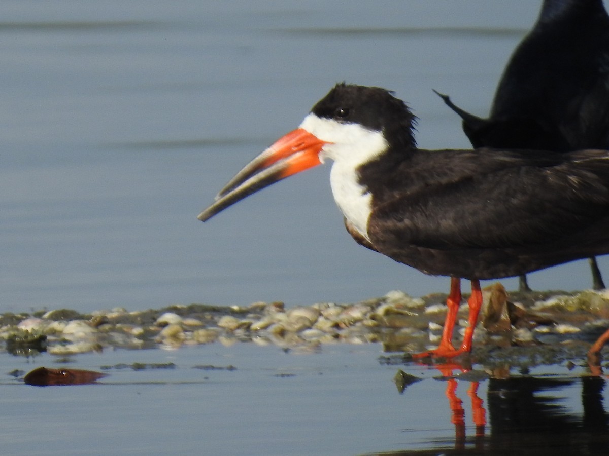 Black Skimmer - Leandro Niebles Puello