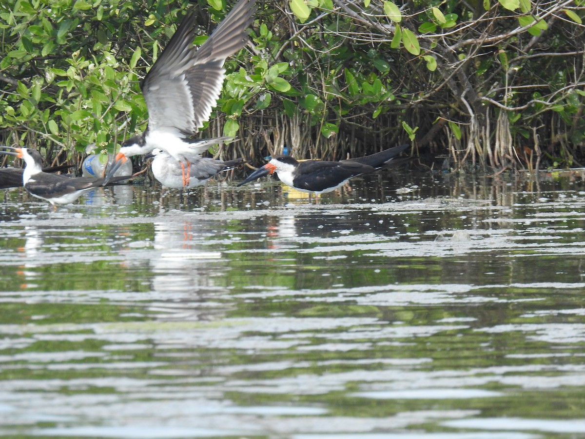 Black Skimmer - Leandro Niebles Puello