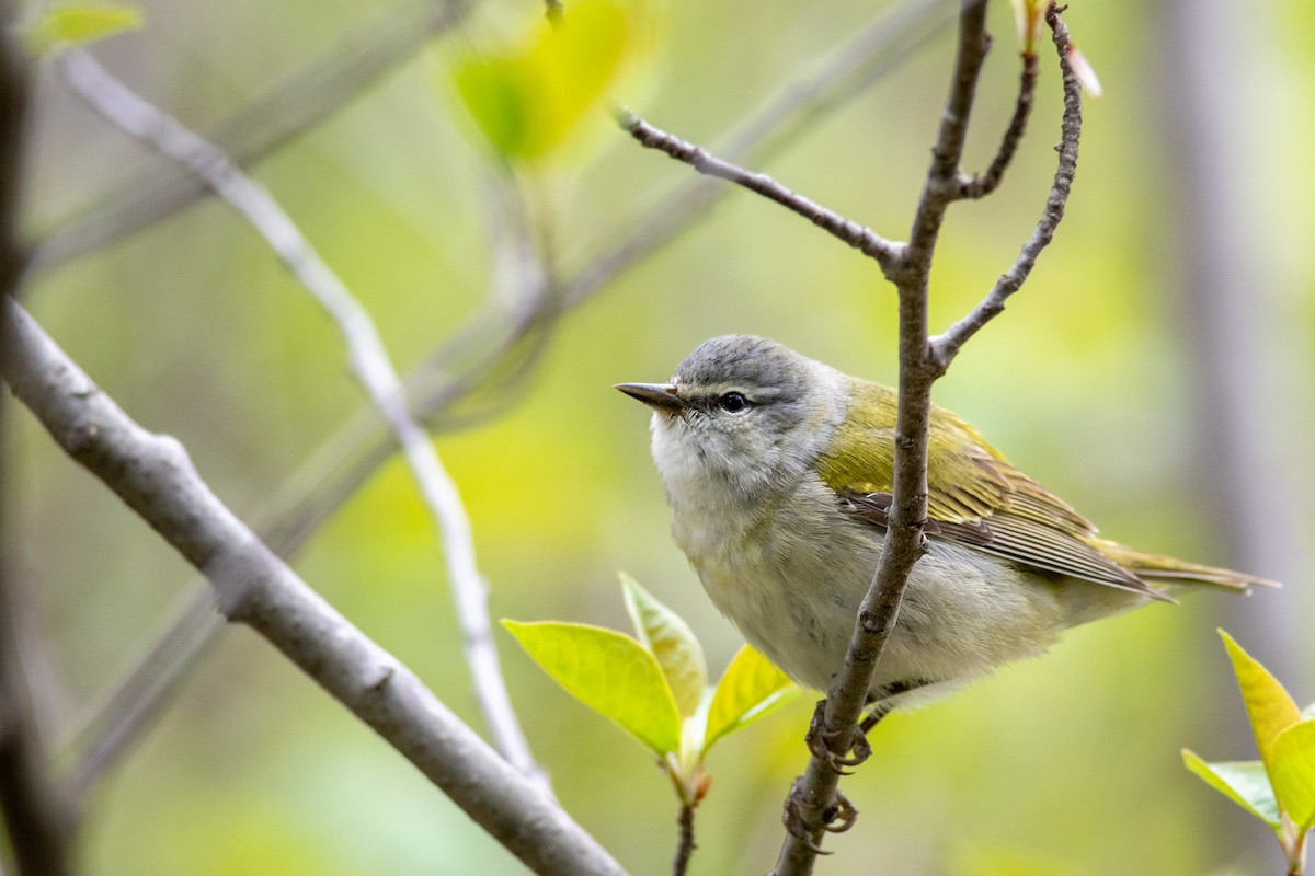 Tennessee Warbler - ML451790401