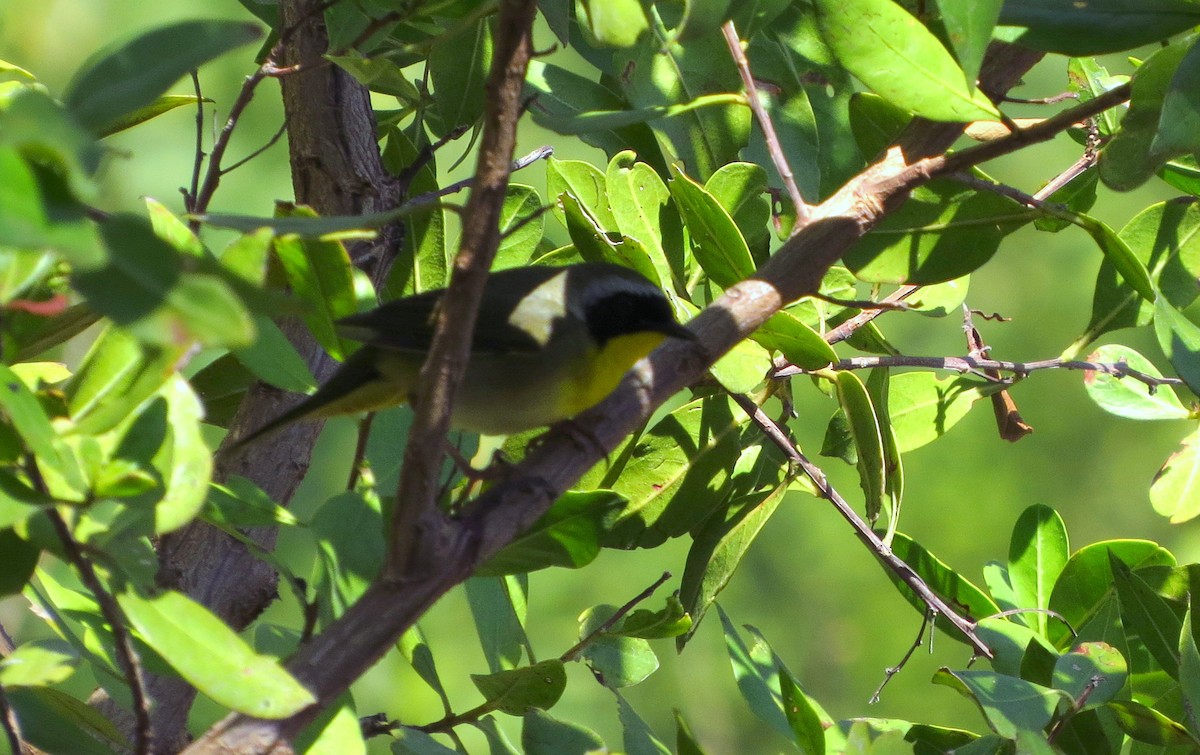 Common Yellowthroat - ML451791961