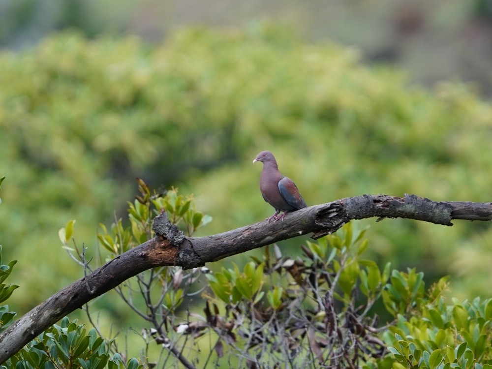 Red-billed Pigeon - ML451794031