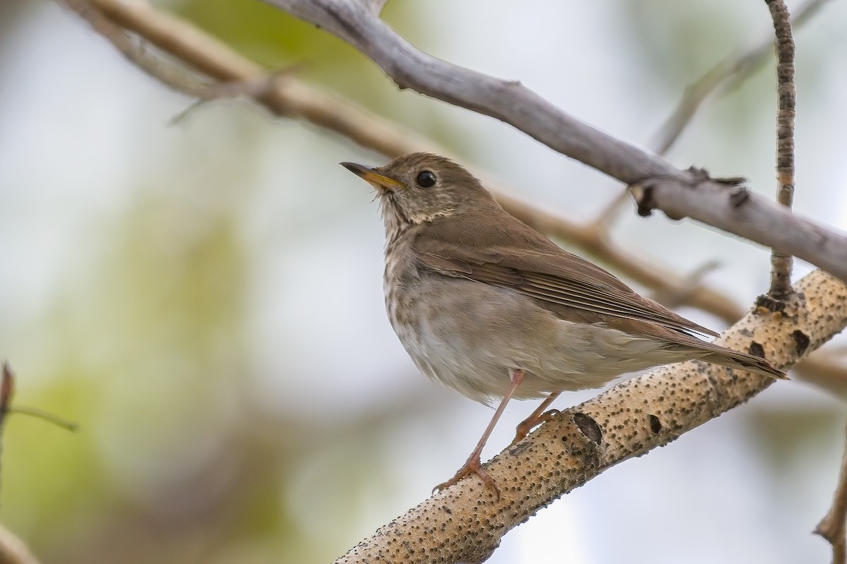 Gray-cheeked Thrush - ML451794361