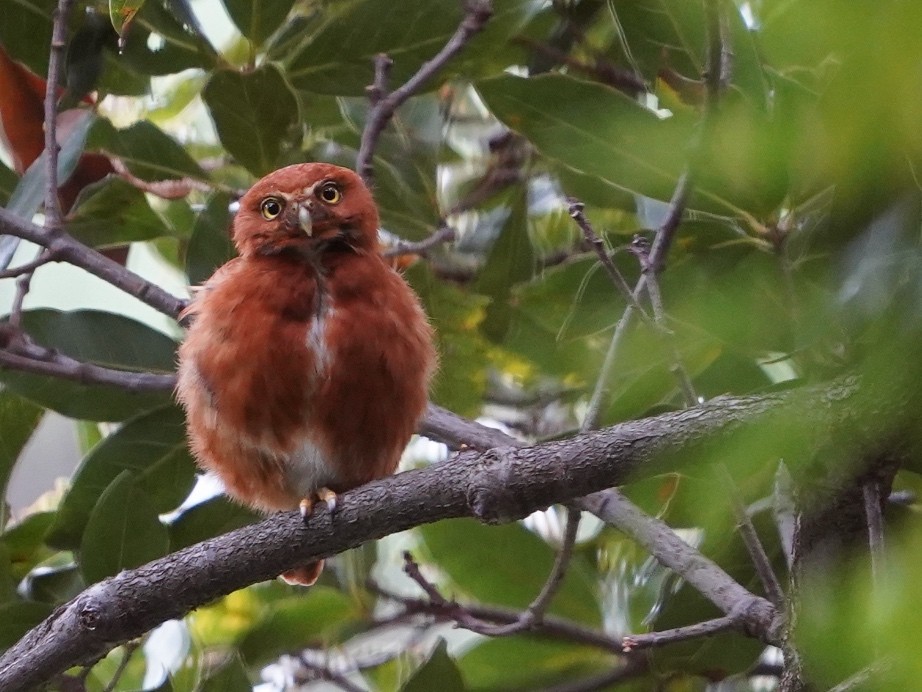 Costa Rican Pygmy-Owl - Carlos Ulate