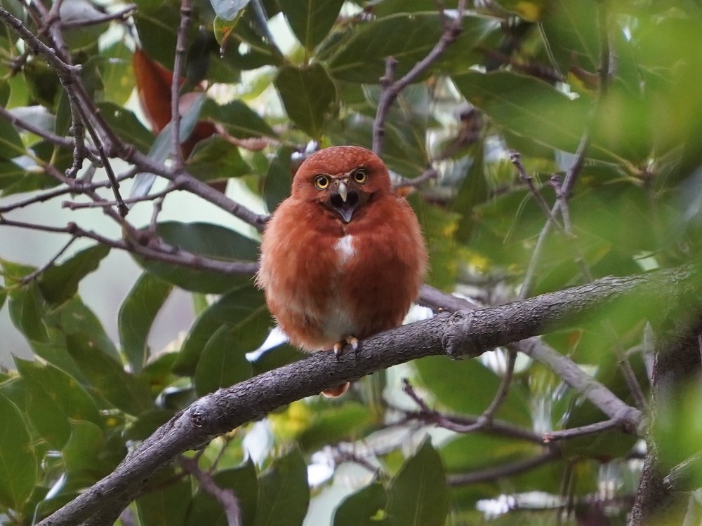 Costa Rican Pygmy-Owl - Carlos Ulate