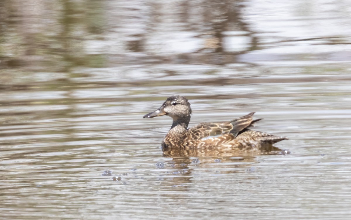 Blue-winged Teal - ML451794971