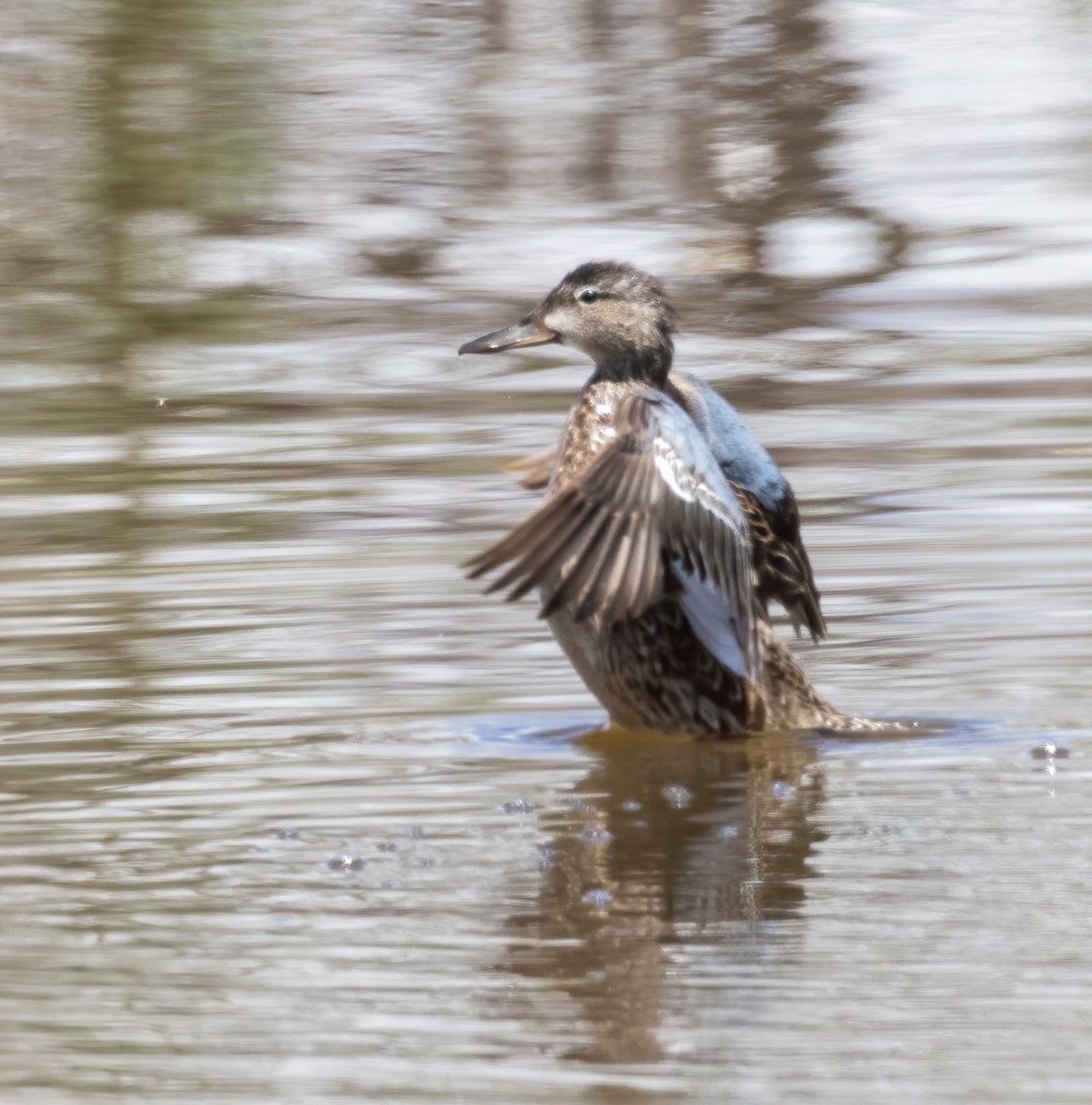 Blue-winged Teal - ML451795021