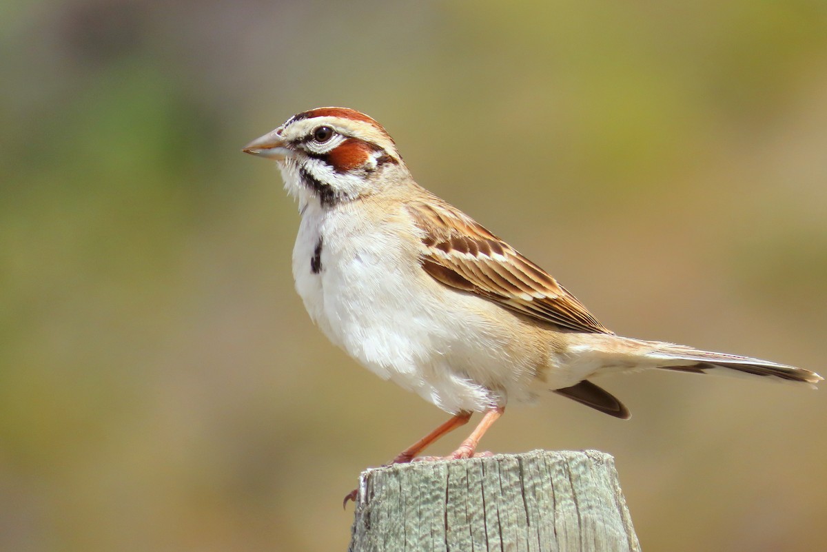 Lark Sparrow - ML451795071