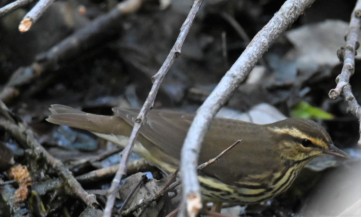 Northern Waterthrush - Robert Ross