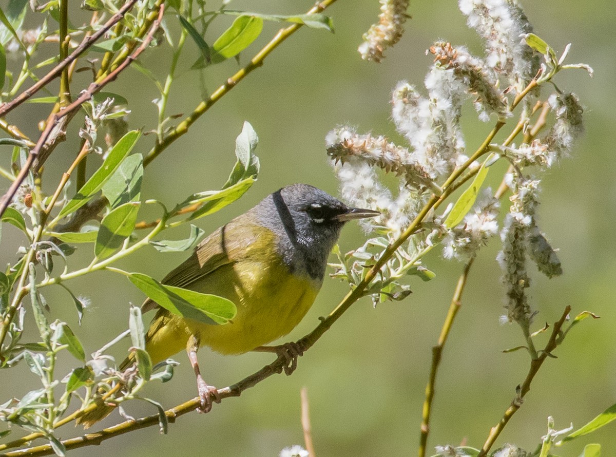 MacGillivray's Warbler - ML451798871