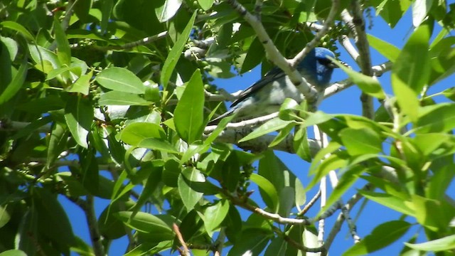 Lazuli x Indigo Bunting (hybrid) - ML451799741