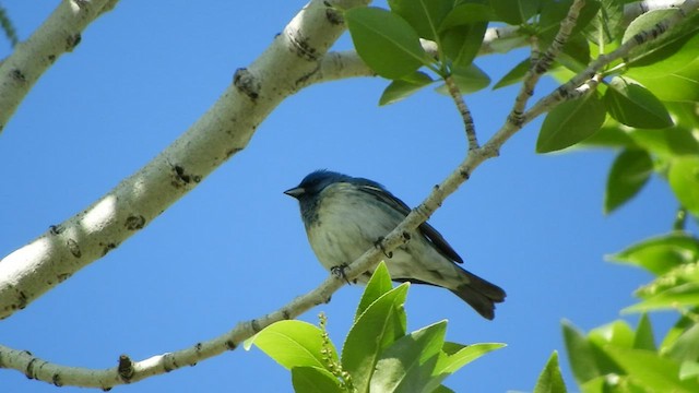 Lazuli x Indigo Bunting (hybrid) - ML451799751