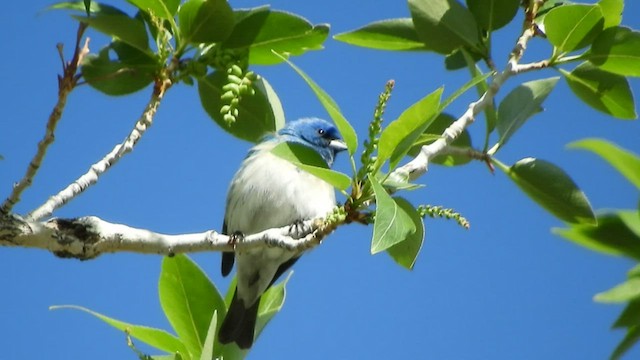 Lazuli x Indigo Bunting (hybrid) - ML451799861