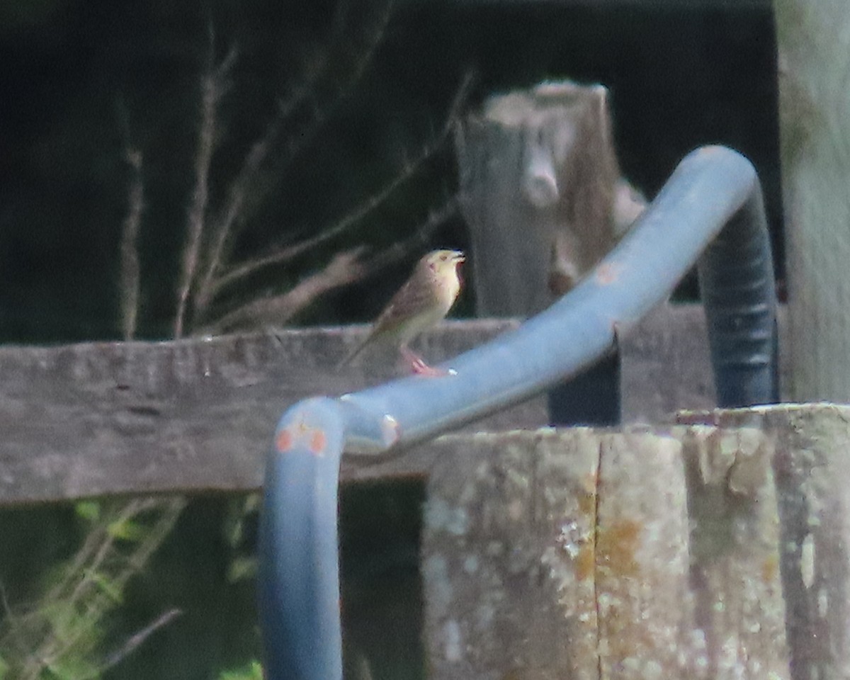 Grasshopper Sparrow - ML451800151