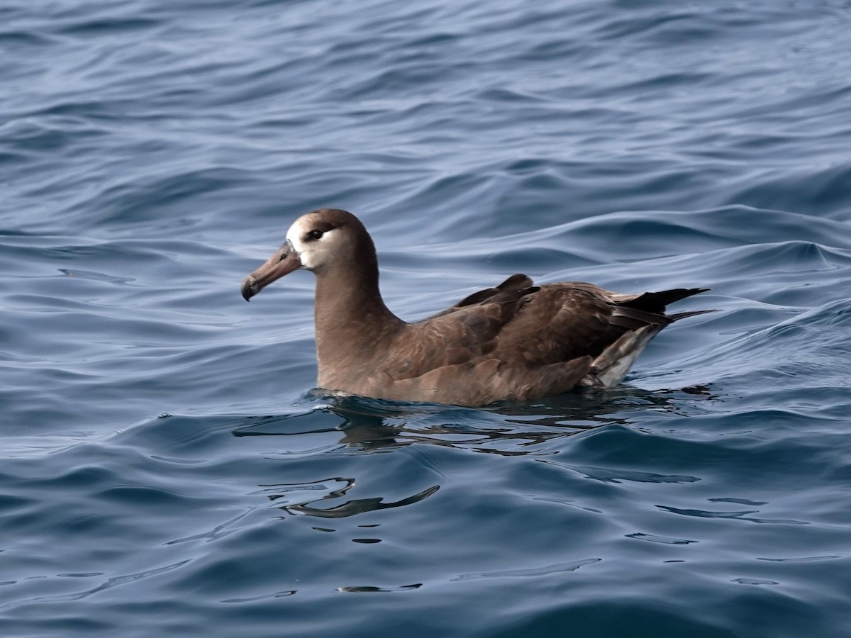 albatros černonohý - ML451800851