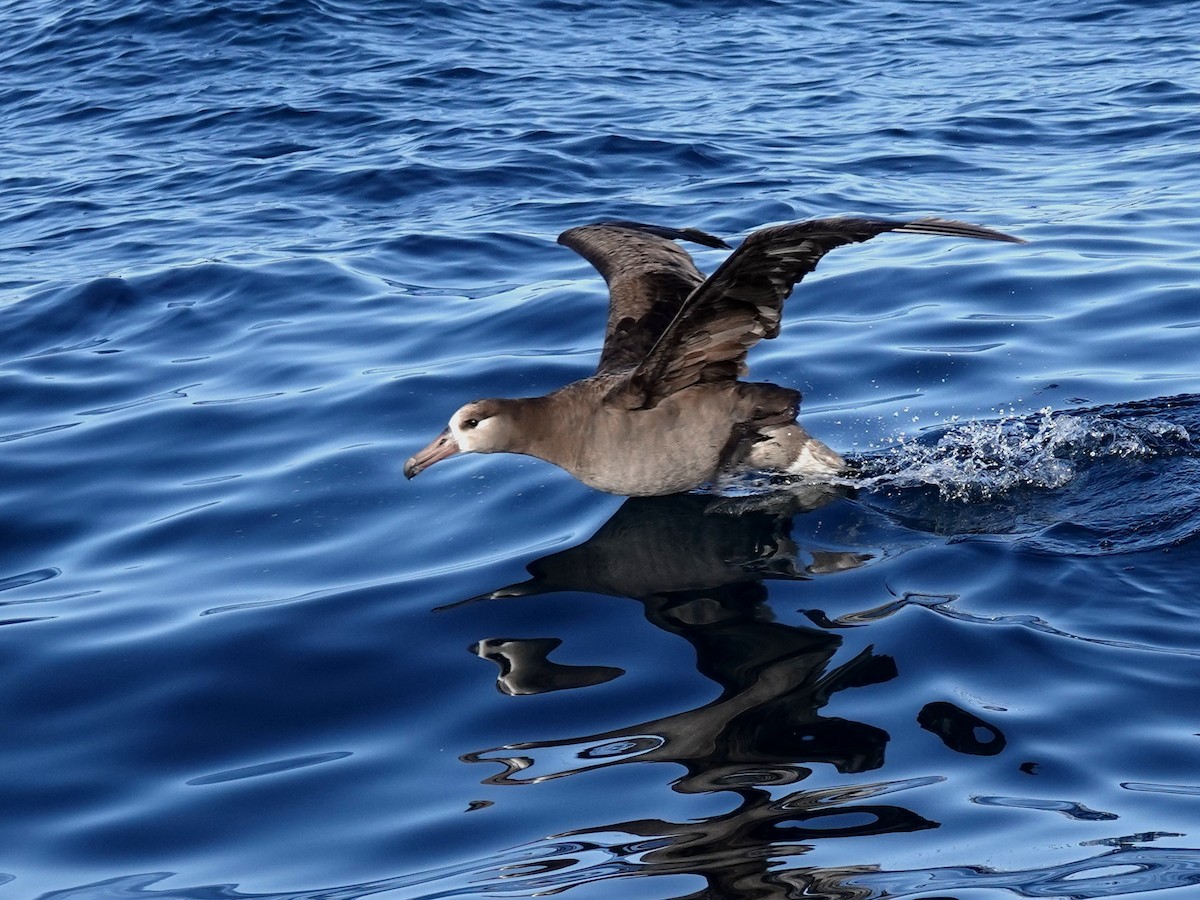 Albatros à pieds noirs - ML451800861