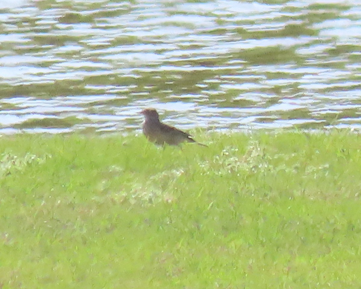 American Pipit - ML451801731