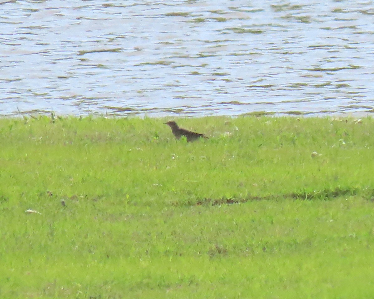 American Pipit - ML451801751