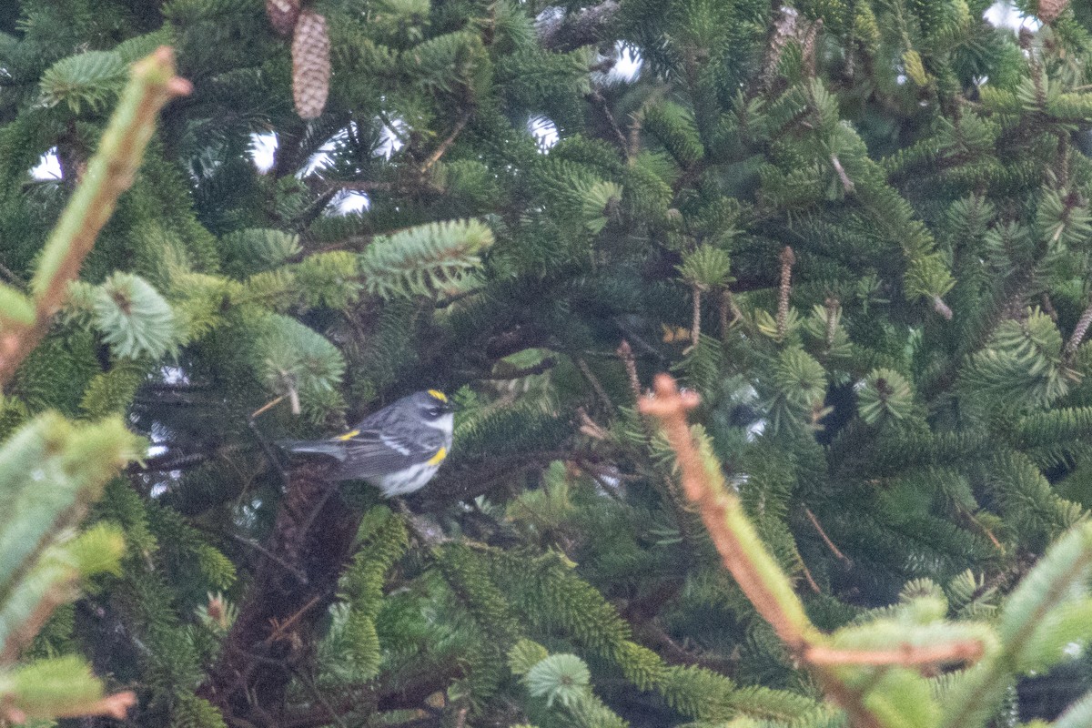 Yellow-rumped Warbler (Myrtle) - ML451801991