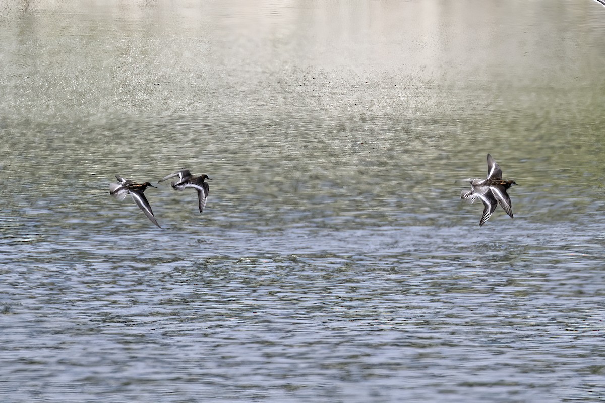 Red-necked Phalarope - ML451802761
