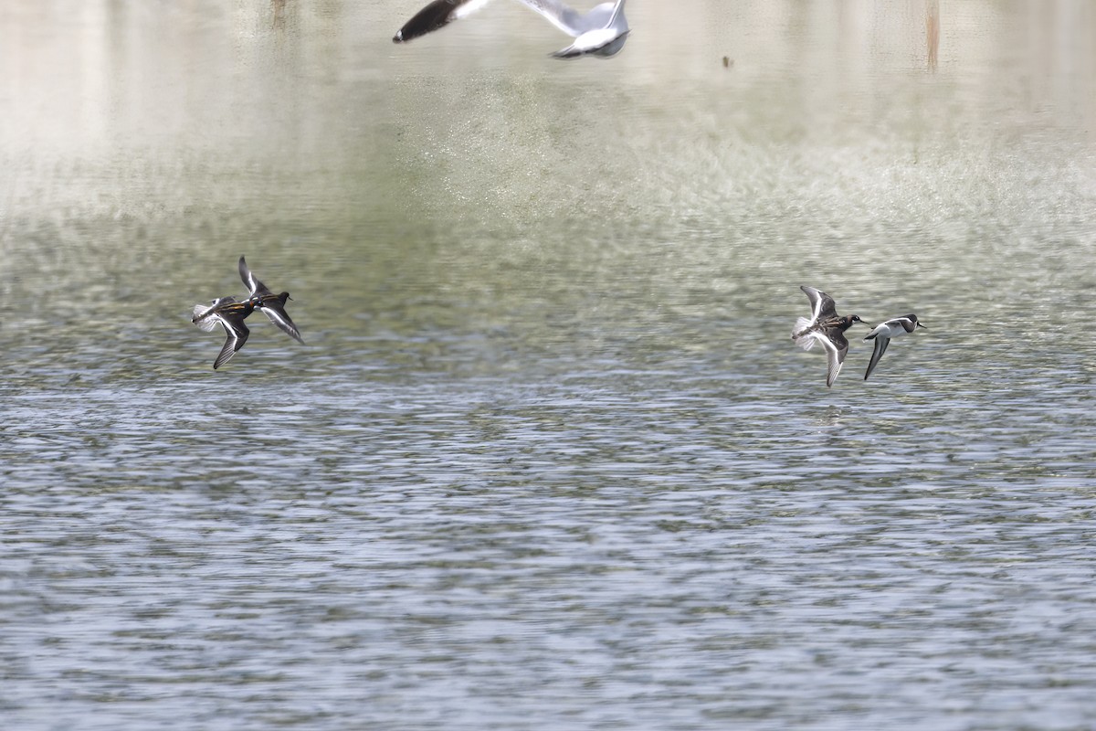 Red-necked Phalarope - ML451802781