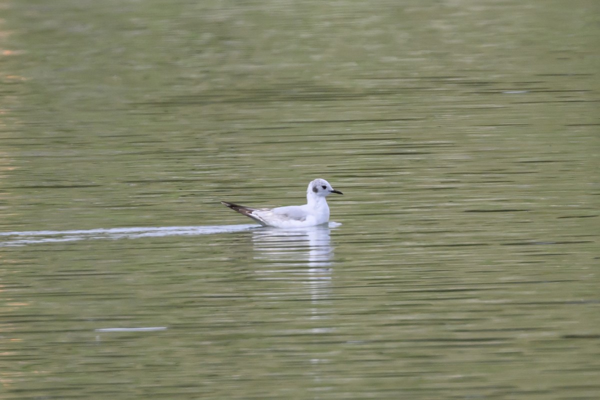 Bonaparte's Gull - ML451803121