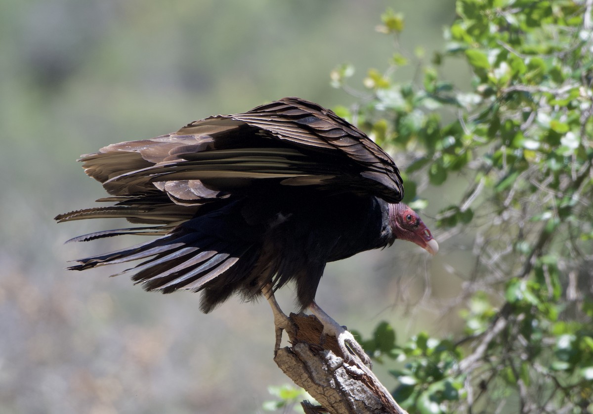 Turkey Vulture - ML451803151