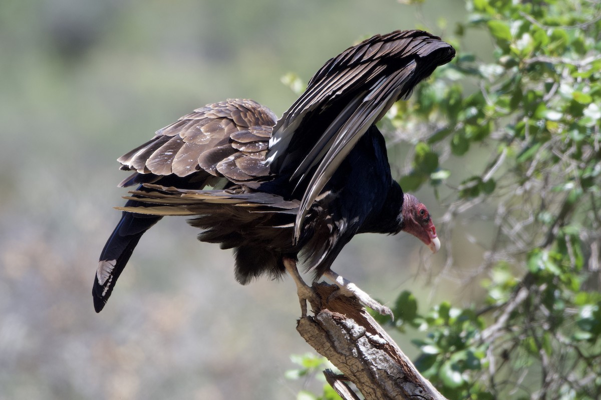 Turkey Vulture - ML451803161