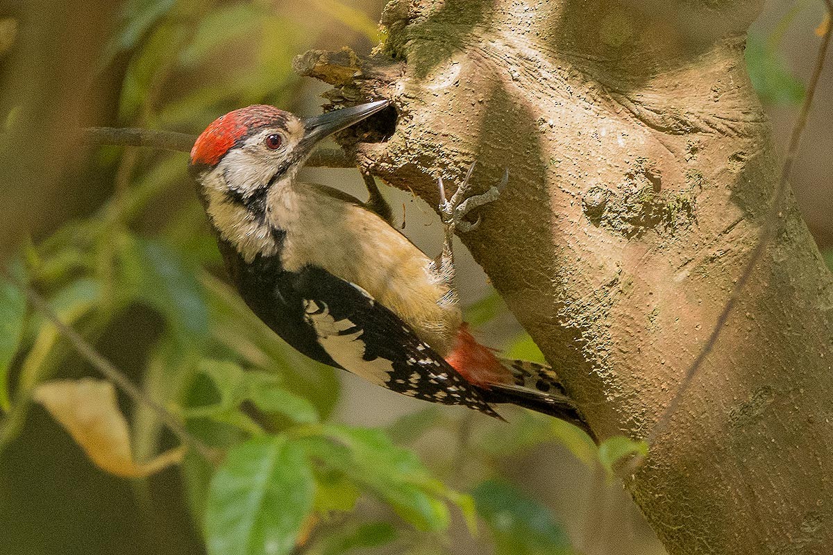 Himalayan Woodpecker - Kartik Kumar P.