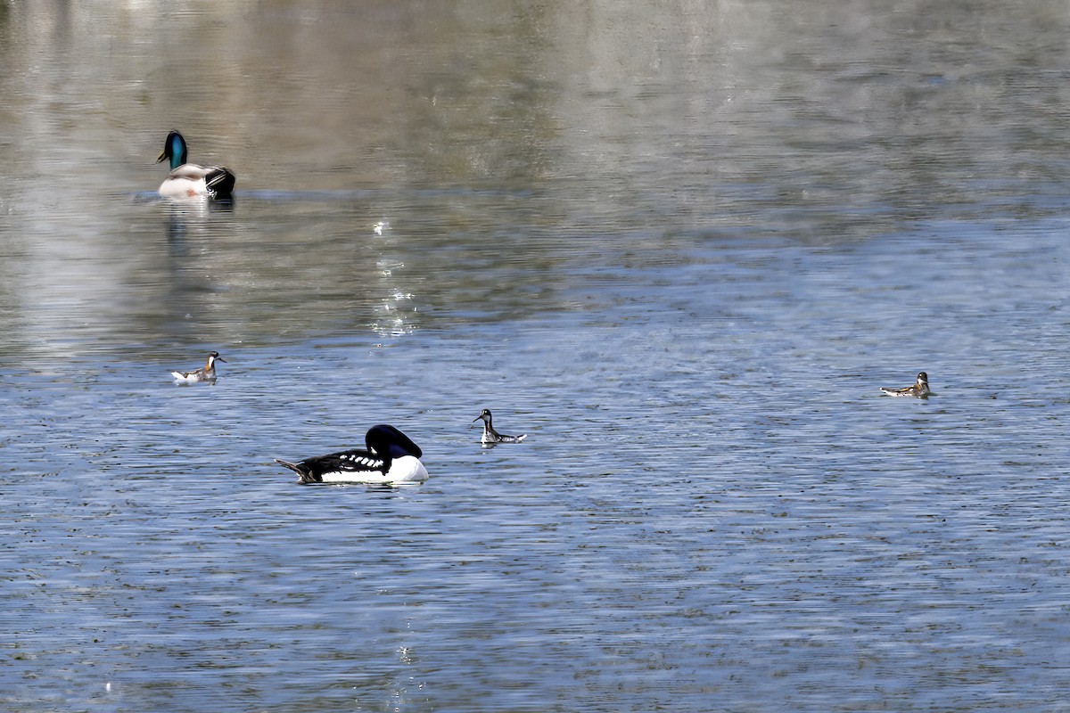 Barrow's Goldeneye - ML451803451