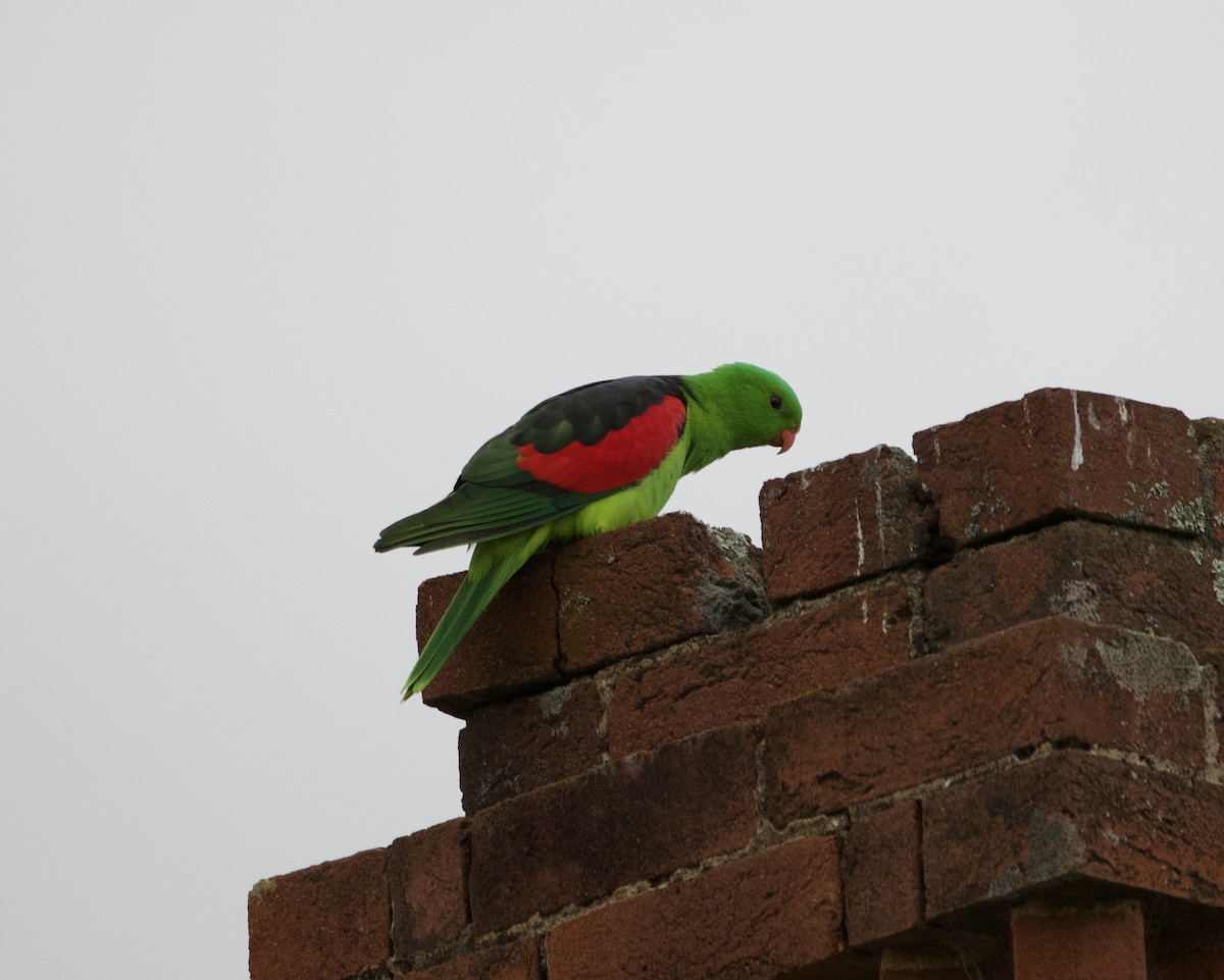 Папужець-червонокрил австралійський - ML451804091