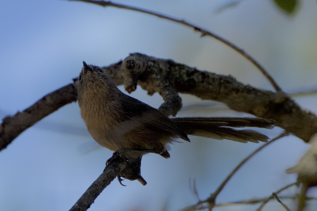 Wrentit - ML451804191