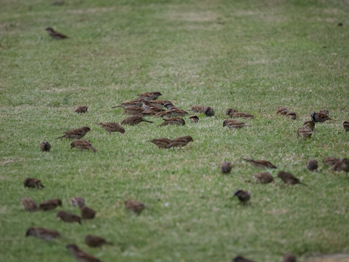 House Sparrow - ML451804201