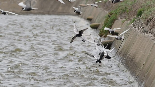 Whiskered Tern - ML451805131