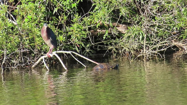 Green Heron - ML451805281