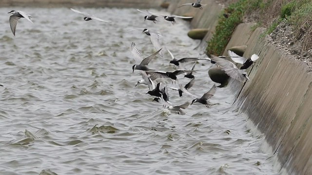 White-winged Tern - ML451805291