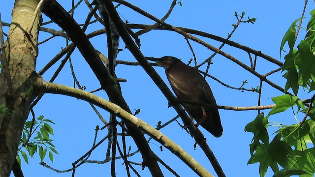 Green Heron - ML451805341