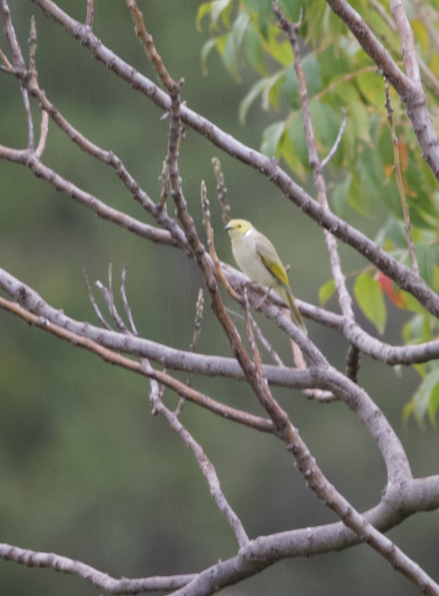 White-plumed Honeyeater - ML451806161