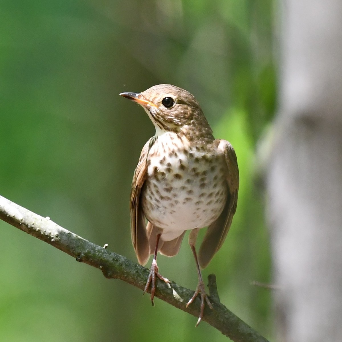 Swainson's Thrush - ML451806501