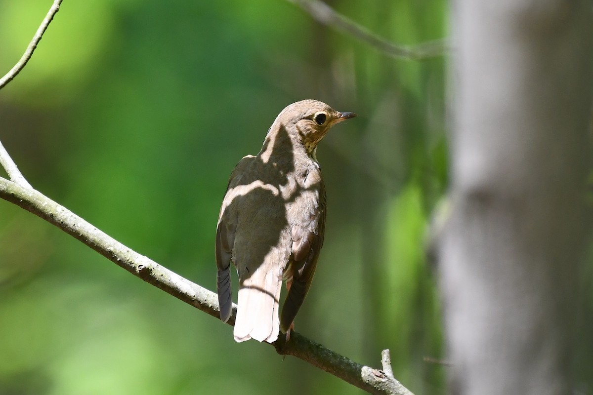 Swainson's Thrush - ML451806511