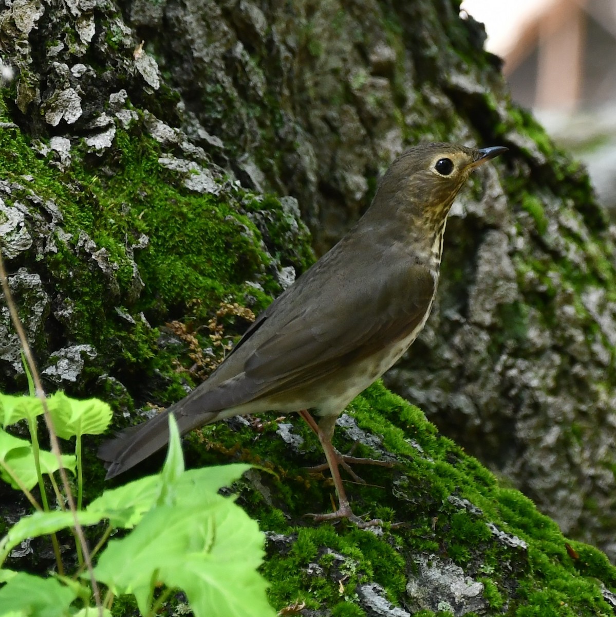 Swainson's Thrush - ML451806521