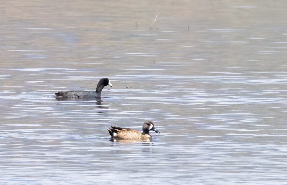 Blue-winged Teal - ML451806841