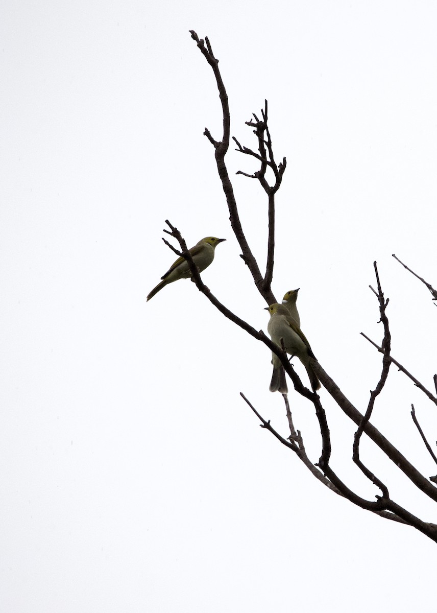 White-plumed Honeyeater - ML451806961