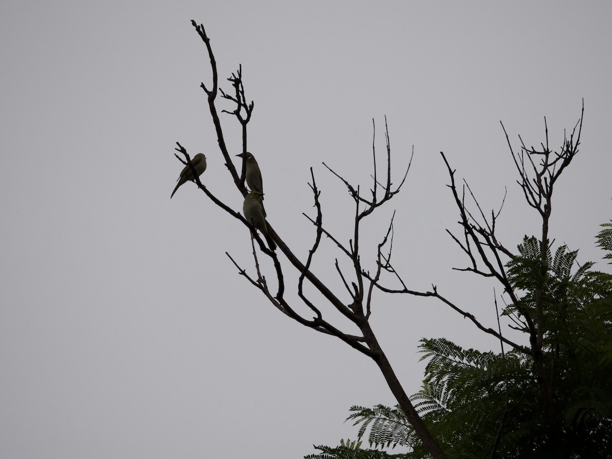 White-plumed Honeyeater - ML451806971