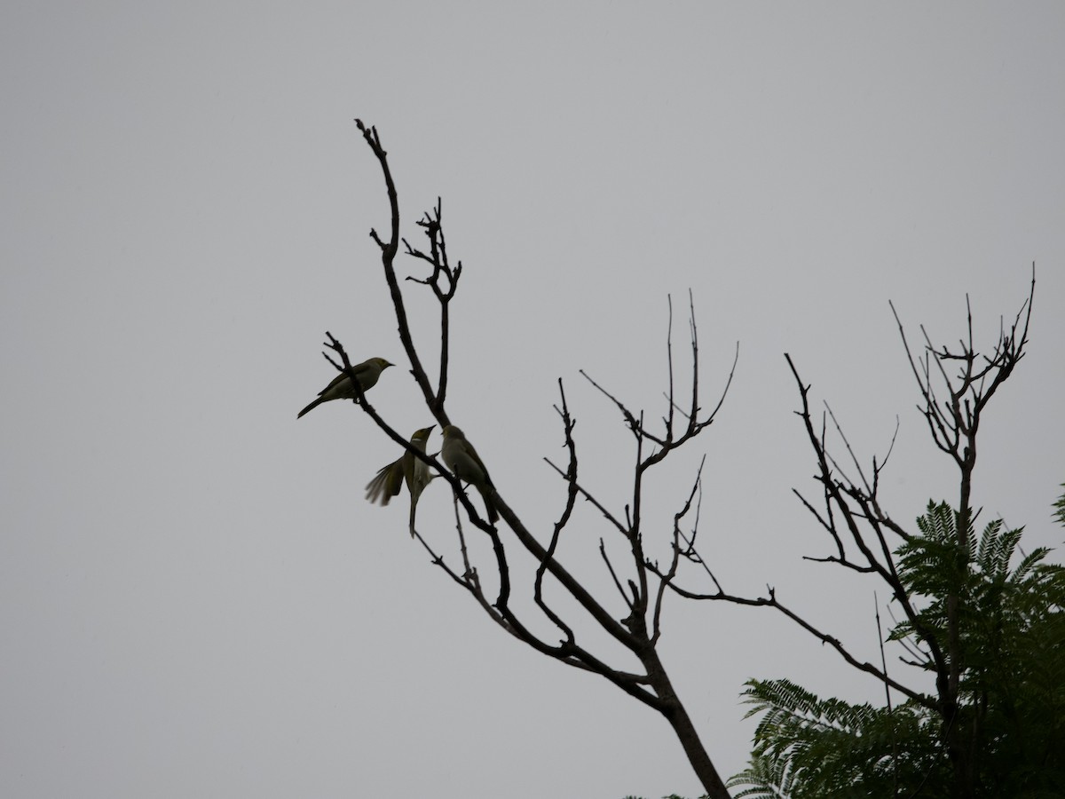 White-plumed Honeyeater - ML451806981