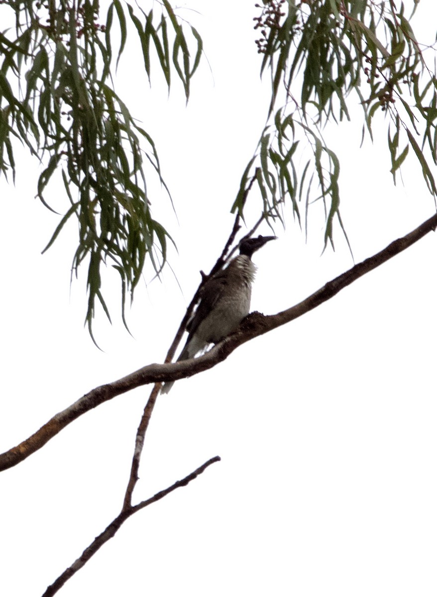 Noisy Friarbird - ML451808451